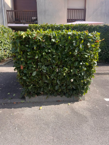Photo de galerie - Taille de haie 