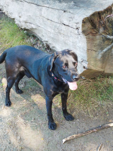 Photo de galerie - Garde chien