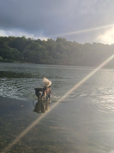 Photo de galerie - Dog sitting