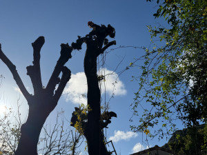 Photo de galerie - Taille d'un sophora