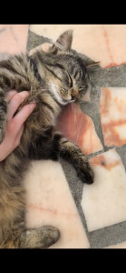 Photo de galerie - Temps de caresse pour Tigrou 