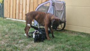 Photo de galerie - Garde chien