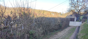 Photo de galerie - Taille de haie 2