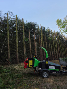 Photo de galerie - Elagage et coupe d'arbres
