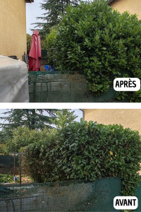 Photo de galerie - Taille de haie