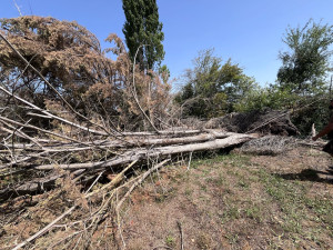 Photo de galerie - Coupe et évacuation des arbres suite au passage de la tempête 