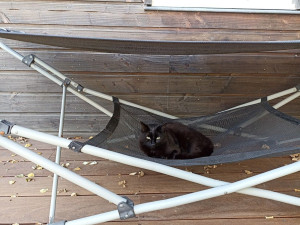 Photo de galerie - Garde chat