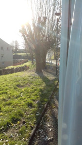 Photo de galerie - Elagage et coupe d'arbres