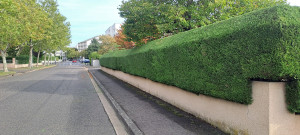 Photo de galerie - Taille de haie de cyprès 