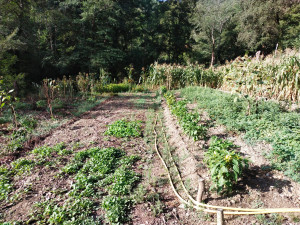 Photo de galerie - Entretien de jardin 