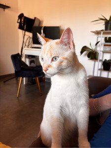 Photo de galerie - Poka, un jeune chat gardé pendant 4 jours, câlin, jeux et caresse à gogo !! 