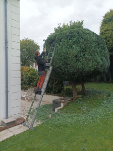 Photo de galerie - Elagage et coupe d'arbres