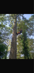 Photo de galerie - Elagage et coupe d'arbres