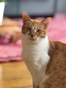 Photo de galerie - Garde chat