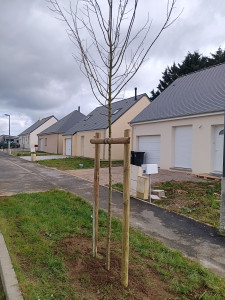 Photo de galerie - Plantation d'arbustes 