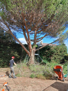 Photo de galerie - Elagage d'un pin parasol et d'ube haie de 6metres de haut