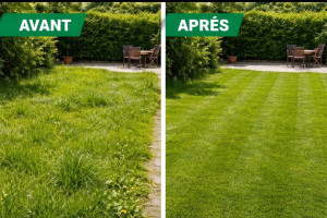 Photo de galerie - Tonte complète avec ramassage, nettoyage des
bordures et évacuation des déchets.