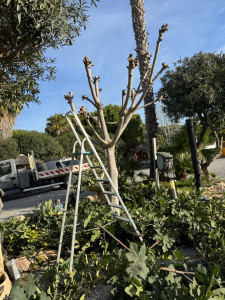 Photo de galerie - Taille d’un figuier 