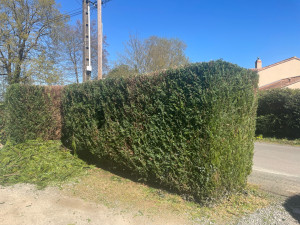 Photo de galerie - Taille de haies après 