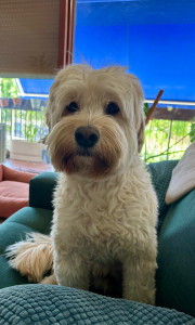 Photo de galerie - Garde chien
