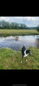 Photo de galerie - Garde animaux
