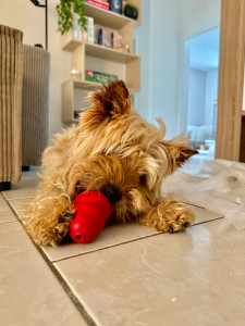 Photo de galerie - Garde chien