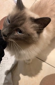 Photo de galerie - Garde animaux