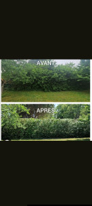 Photo de galerie - Taille de haies et d'arbustes