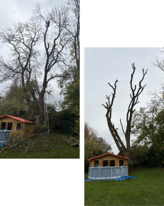 Photo de galerie - élagage frêne 