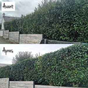 Photo de galerie - Taille de haies