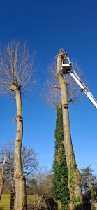 Photo de galerie - Elagage d'un platane pendant l'intervention 