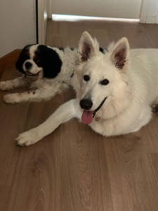 Photo de galerie - Garde animaux
