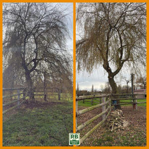 Photo de galerie - élagage d’un saule 
