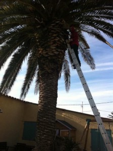 Photo de galerie - Taille de palmier et traitement charançon 