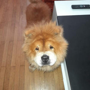 Photo de galerie - Le show show sue j ai aussi garder