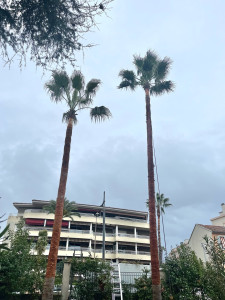 Photo de galerie - Elagage et coupe d'arbres