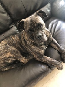 Photo de galerie - Garde de votre chien
Promenade de votre chien lors de vos départs 