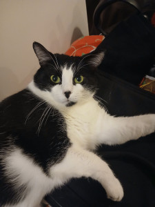 Photo de galerie - Second chat gardé pendant le mois de février, très très câlin et joyeux 