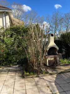 Photo de galerie - Taille sur Saint-Jean de Bray d’un noisetier 