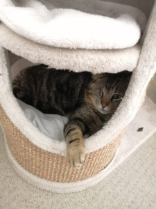 Photo de galerie - Garde de pirate 