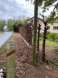 Photo de galerie - Dépose d’arbustes 