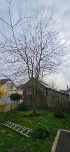 Photo de galerie - AVANT
abattage car racines poussaient sous la terrasse et maison? 