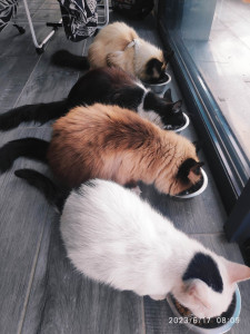 Photo de galerie - Mes 4 minettes bien alignées.