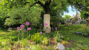 Photo de galerie - Floraison de l'ail d'ornement au printemps 