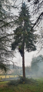 Photo de galerie - Elagage et coupe d'arbres