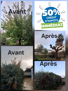 Photo de galerie - Taille de haies et d'arbustes