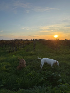 Photo de galerie - Promenade dans les vignes 