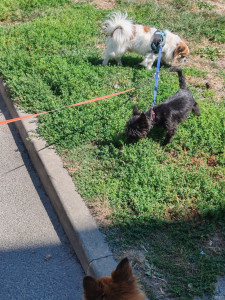 Photo de galerie - Petite balade 