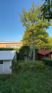 Photo de galerie - Elagage et coupe d'arbres