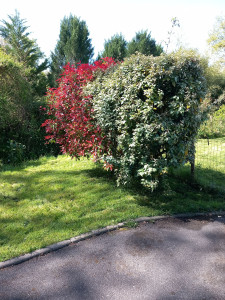 Photo de galerie - Taille de haies et d'arbustes